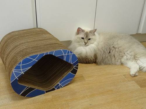 Tamanhos, Medidas e Dimensões do produto Arranhador e Brinquedo Interativo para Gatos Mini Cat Box - Geométrico Azul