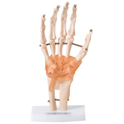 Tamanhos, Medidas e Dimensões do produto Articulação da Mão com Ligamentos Modelo Anatômico TGD-0162-C
