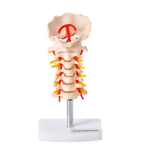 Tamanhos, Medidas e Dimensões do produto Coluna Vertebral Cervical Anatomic TGD-0142-A