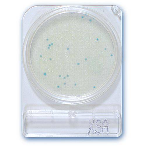 Tamanhos, Medidas e Dimensões do produto Compact Dry X-sa para Staphylococcus Aureus. 100un/pct