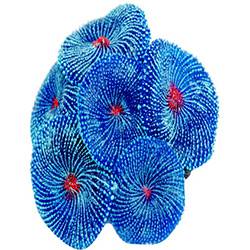 Tamanhos, Medidas e Dimensões do produto Enfeite para Aquário de Silicone Coral Ricordea 8 Cm Azul - Soma