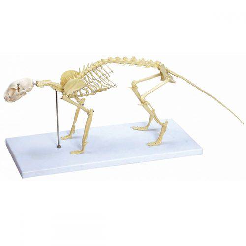 Tamanhos, Medidas e Dimensões do produto Esqueleto de Gato em Resina