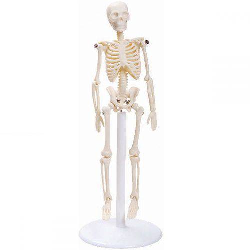 Tamanhos, Medidas e Dimensões do produto Esqueleto Humano 20 Cm com Suporte
