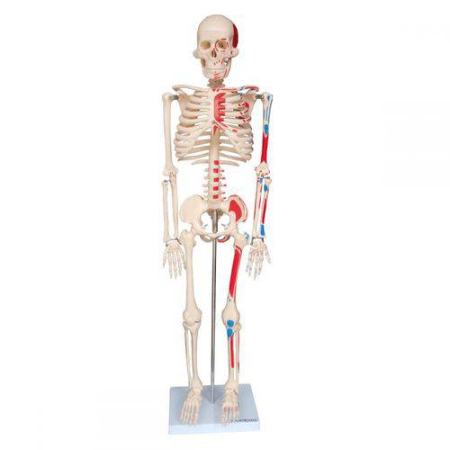 Tamanhos, Medidas e Dimensões do produto Esqueleto Humano 85 Cm Articulado com Inserções Musculares com Base