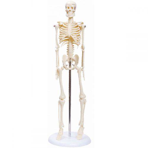 Tamanhos, Medidas e Dimensões do produto Esqueleto Humano Padrão, Articulado com Aproximadamente 45cm de Altura.