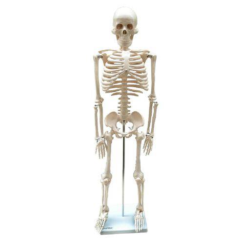 Tamanhos, Medidas e Dimensões do produto Esqueleto Humano Padrão Articulado com Aproximadamente 85cm de Altura