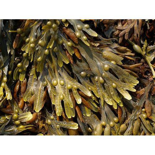 Tamanhos, Medidas e Dimensões do produto Fucus Alga Marinha 1kg