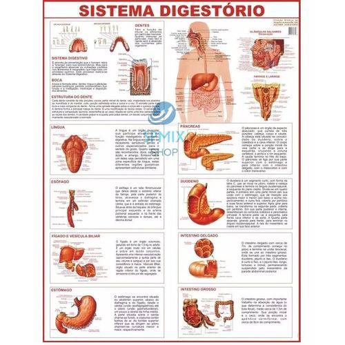 Tamanhos, Medidas e Dimensões do produto Mapa Corpo Humano Sistema Digestorio 120x90 Cm