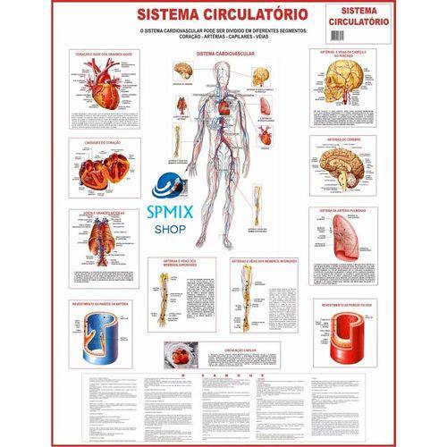 Tamanhos, Medidas e Dimensões do produto Mapa do Corpo Humano Sistema Circulatorio 120x90cm