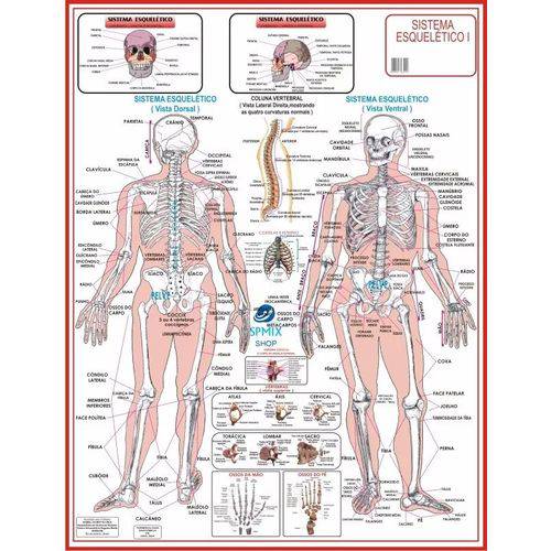 Tamanhos, Medidas e Dimensões do produto Mapa do Corpo Humano Sistema Esqueletico I 120x90 Cm