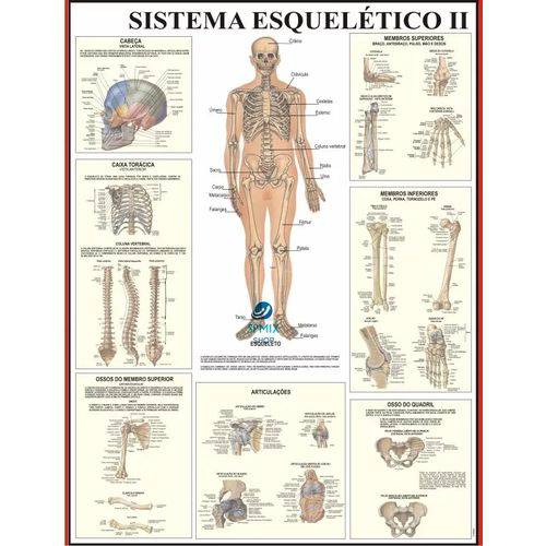 Tamanhos, Medidas e Dimensões do produto Mapa do Corpo Humano Sistema Esqueleto II 120x90 Cm