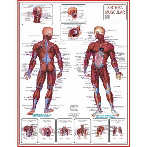 Tamanhos, Medidas e Dimensões do produto Mapa do Corpo Humano Sistema Muscular Anatomia 120x 90cm