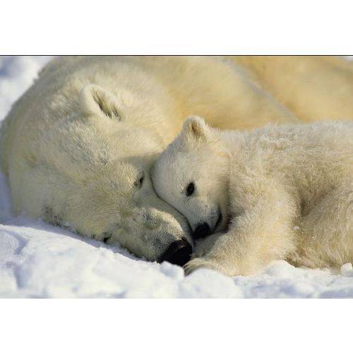 Tamanhos, Medidas e Dimensões do produto Painel Fotografico Ursos Polares Importado Komar