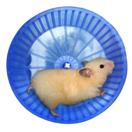 Tamanhos, Medidas e Dimensões do produto Roda de Exercício Plástico para Hamster e Semelhantes
