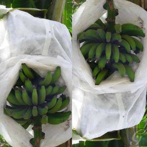 Tamanhos, Medidas e Dimensões do produto Saco Protetor Tnt para Cacho de Banana 1,50 X 0,80 Cm 200 Unidades