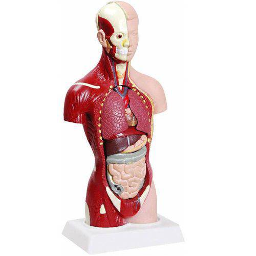 Tamanhos, Medidas e Dimensões do produto Torso 28cm Assexuado com 14 Partes Anatomic Anatomia e Fisiologia Humana