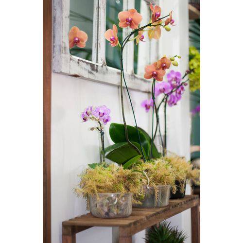 Tamanhos, Medidas e Dimensões do produto Vaso Orquídea N° 03 Kit com 06 Unidades