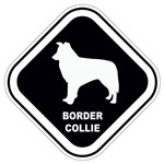Adesivo Border Collie