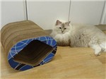 Arranhador Pet Games Cat Box Mini Geométrico Azul Unidade