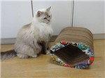 Toca com Arranhador P/ Gatos Cat Box Grafite Colorido - Pet Games