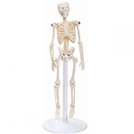 Esqueleto Humano 20 Cm com Suporte