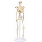 Esqueleto Humano Padrão Articulado com Aproximadamente 85cm de Altura