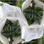 Saco Protetor Tnt para Cacho de Banana 1,50 X 0,80 Cm 200 Unidades